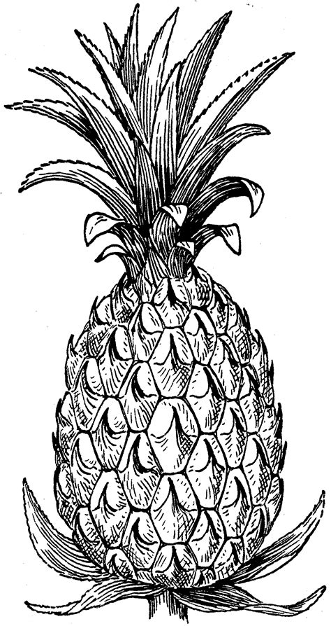 Pineapple Adult Coloring Pages