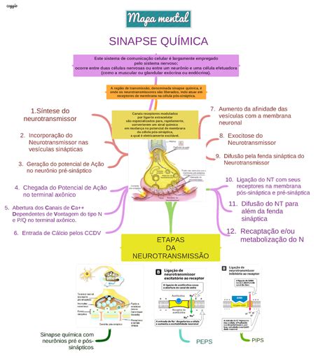 Sinapse Quimica Etapas Da Neurotransmiss O Incorpora O Do Neurotransmissor Nas Ves Culas