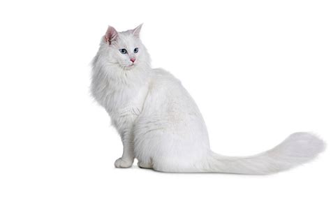 Turkish Angora Cat Personality And Characteristics
