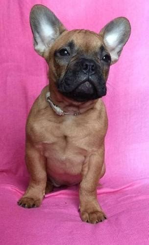 French bulldogs for adoption, london, united kingdom. French Bulldog Puppy for Sale - Adoption, Rescue for Sale ...