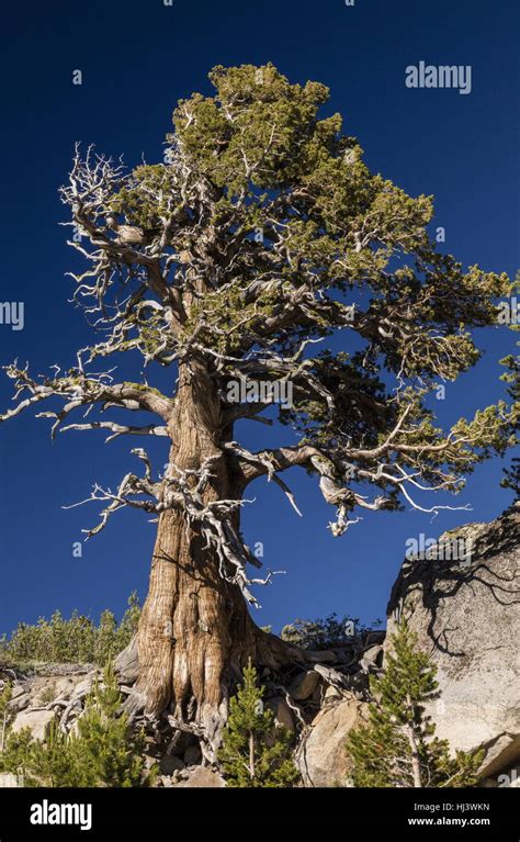 Ancient Trees Of Sierra Juniper Juniperus Grandis Yosemite