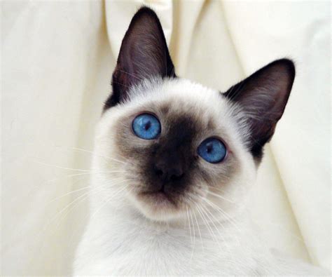 Nice Siamese Photo And Wallpaper Beautiful Nice Siamese Pictures