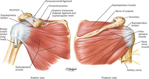 The shoulder joint is formed where the humerus (upper arm bone) fits into the scapula. Exam Series: Guide to the Shoulder Exam - CanadiEM