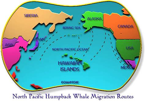 Hawaii Wildlife Fund Humpback Whale Migration