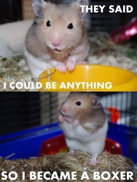 38 Best Images About Hamster Memes On Pinterest Lol Funny Pics Spacecraft And He He