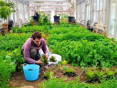 A Winter Harvest From My Vegetable Greenhouse The Martha Stewart Blog