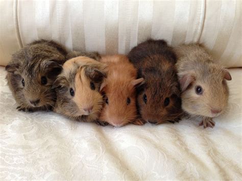 How To Breed Guinea Pigs For Profit Hubpages