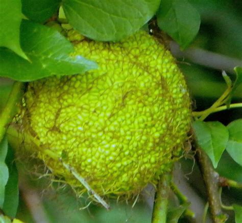 Whats Blooming Now Osage Orange Hedge Apple Bodark Maclura