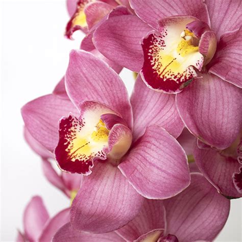 Wholesale Hot Pink Cymbidium Orchids Fiftyflowers