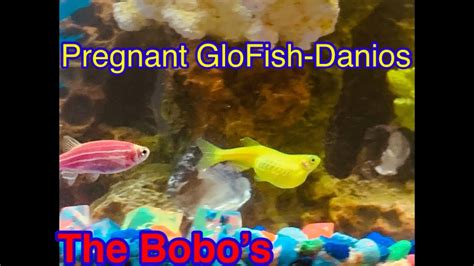 Pregnant Glofish Danios Youtube