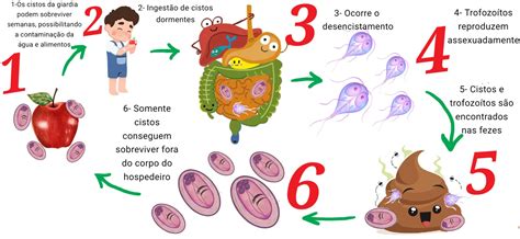 Ciclo Biológico Giardia lamblia Parasitologia
