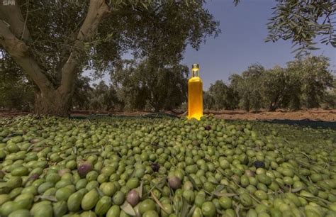Then nitrogen is used as an air replacement in the settling tanks competitions are also good places to discover nice brands. "World's Largest Olive Tree Farm" is in Saudi Arabia ...
