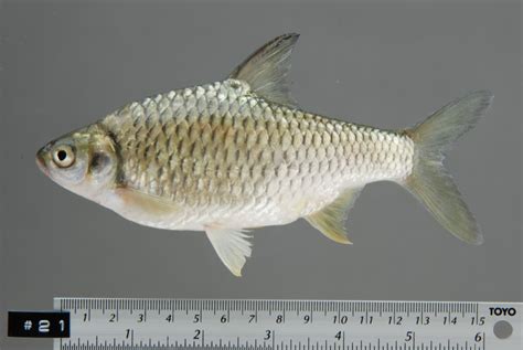 Barbonymus Gonionotus