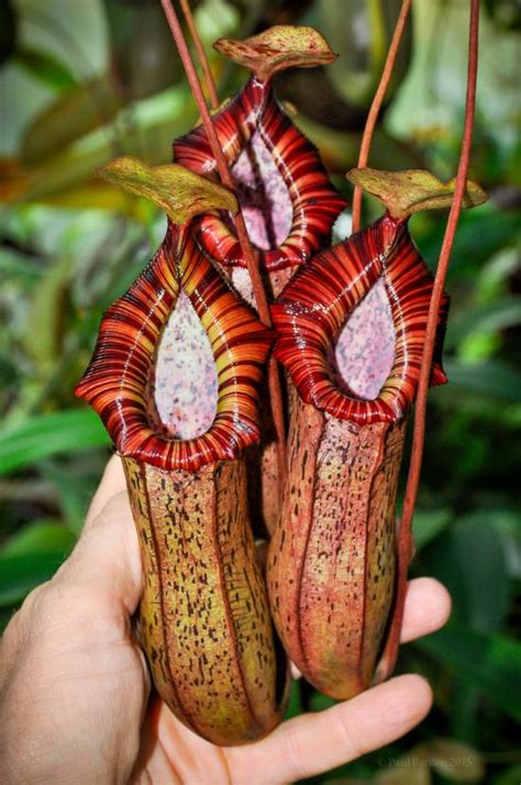 It has two larger pitchers,three medium ones, and i can not count all the tiny upper pitchers! Good old ventricosa X spectabilis! | Pitcher plant, Plants ...