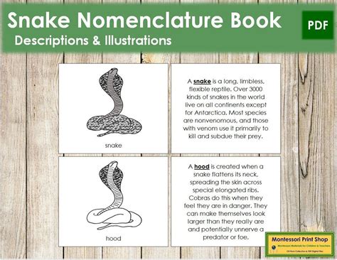 Parts Of A Snake Nomenclature Book Montessori Zoology Etsy Canada
