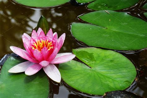 Lily Pad Flower 2 High Quality Nature Stock Photos Creative Market