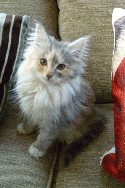 Norwegian Forest Cat Grey Girl Kitten For Sale Photo 1 Kitten