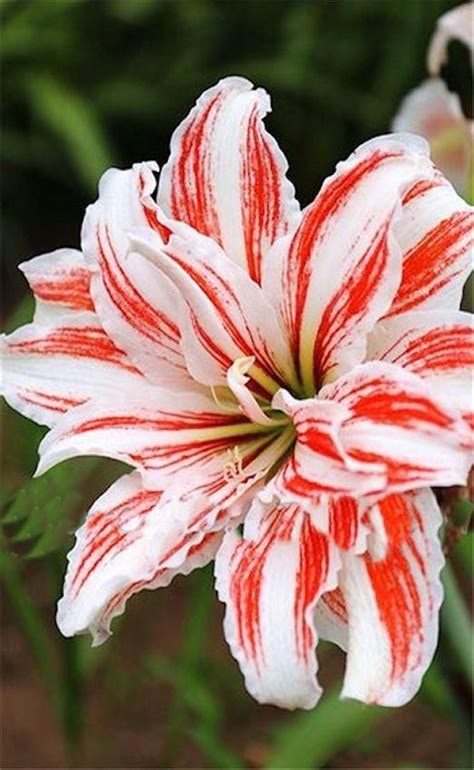 Lily White With Red 10 Seeds Most Beautiful Flowers Exotic