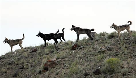 Spitfire, wolf in Yellowstone National Park also known as 926F, legally