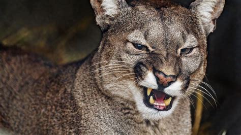 Download Wallpaper 2560x1440 Cougar Grin Fangs Predator Animal