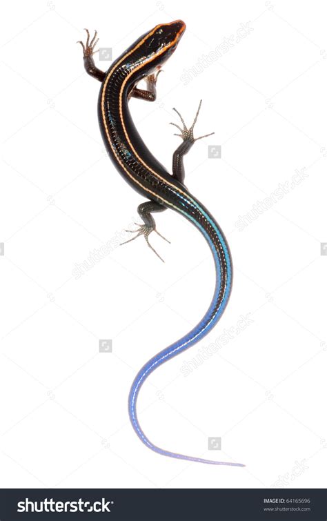 Blue Tailed Skink Clipart 20 Free Cliparts Download Images On