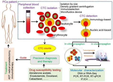 Hormone deprivation therapy is the primary method of controlling metastatic prostate. Circulating tumor cells in prostate cancer: Precision ...