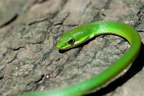 A Guide To Snakes Of The Cumberland Plateau Independent Herald