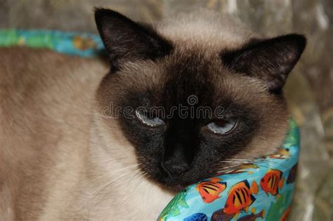 Siamese Cat Pet Animal World Stock Image Image Of Home Shop