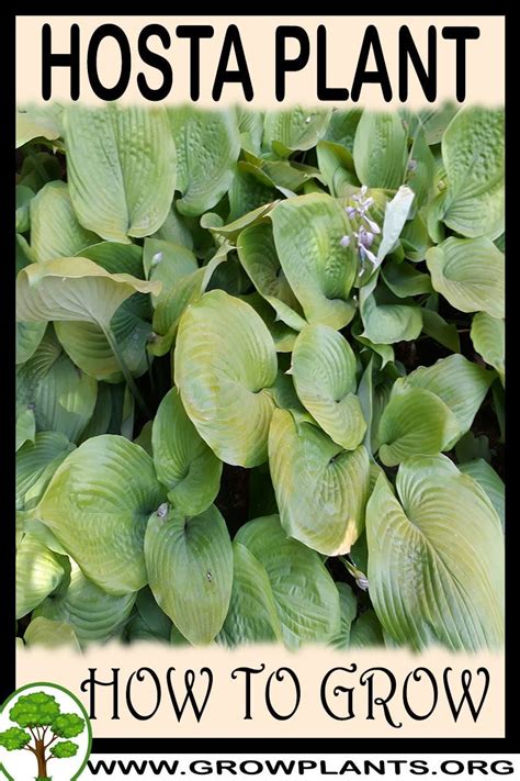 How To Grow Hosta Plant All Gardening Information Grow And Care