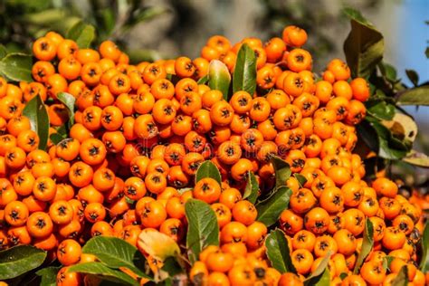 The Orange Berries Of Pyracantha Stock Image Image 46624049