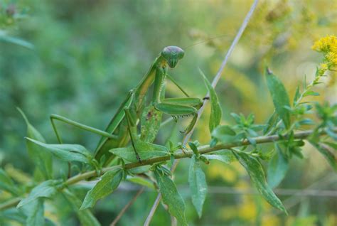 Praying Mantis Praying Mantis Pray Plants