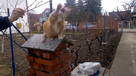 Munchkin Cat Jumping Skills Youtube