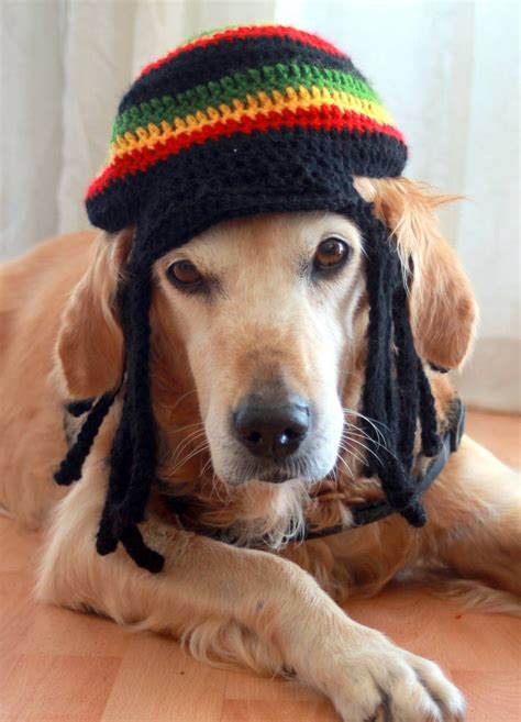 Rasta Hat For Dogs Rastafarian Dog Hag With Dreadlocks Funny Etsy