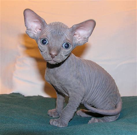 Sphynx Hairless Cat Breed Information And Photos Hairless Cat Cat