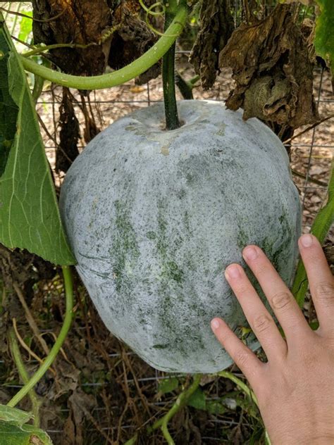 Winter Melon - Truelove Seeds
