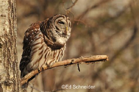 Tennessee Watchable Wildlife Barred Owl Habitat 1