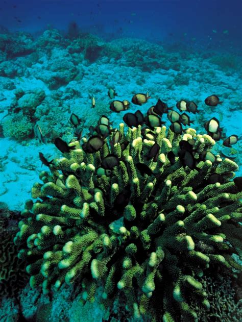 Coral Underwater Fish Diving Scuba Underwater Undersea Free Image