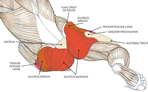 Each of your arms is composed of your upper arm and forearm. Muscles of the Arm and Hand - Classic Human Anatomy in ...