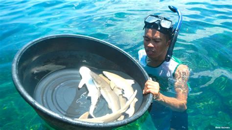 Fighting For Sharks In The Philippines Scitech Gma News Online