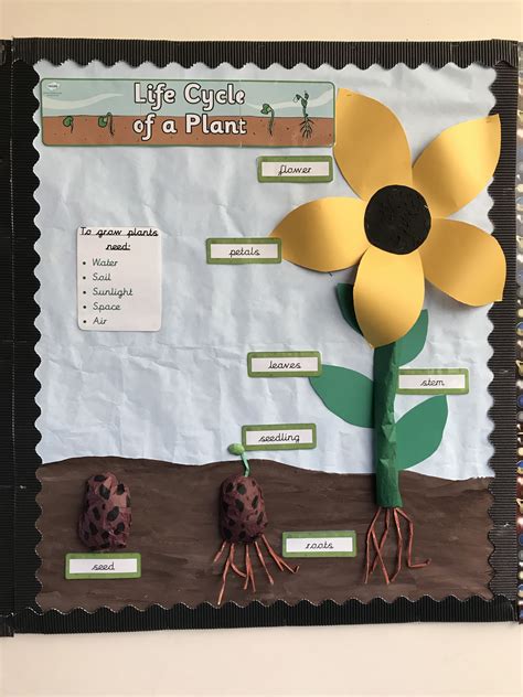 Life Cycle Of A Flower Display Year 1 Ks1 Labelled Flower Classroom