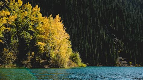 Green Leafed Tree Near Body Of Water Photo Free Water Image On Unsplash