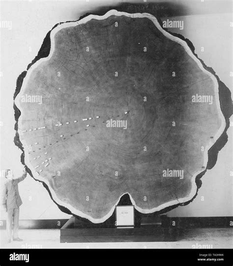 Giant Sequoia Tree Rings Black And White Stock Photos And Images Alamy