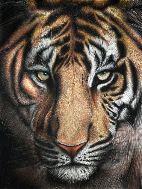 Actualizar más de 73 tigre dibujo cara última vietkidsiq edu vn