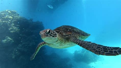 Why Are Hawksbill Turtles Endangered American Oceans