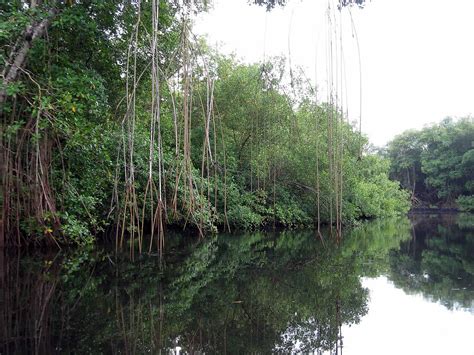 Caroni Swamp And Bird Sanctuary Destination Trinidad And Tobago