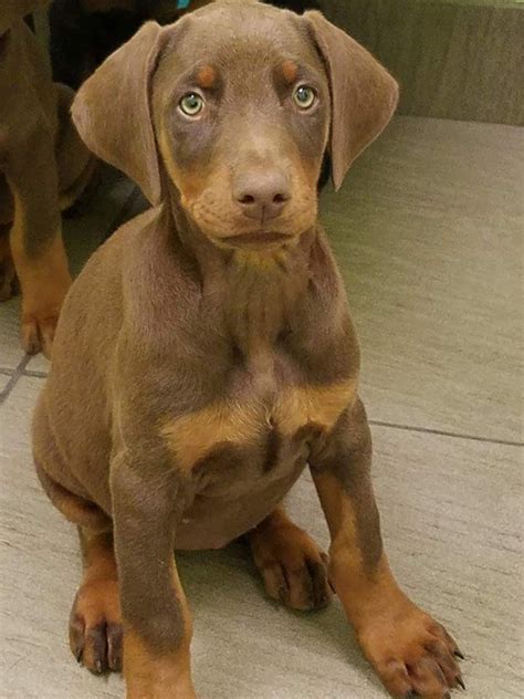 Dobermann puppies for sale from ankc registered breeders located in australia. Doberman Pinscher Puppies For Sale | Spring Hill, FL #172670