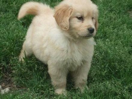 Browse golden retriever puppies and dogs in nearby cities. Golden Retriever Puppies for Sale for Sale in Austin ...