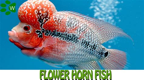 Flower Horn Fish Youtube