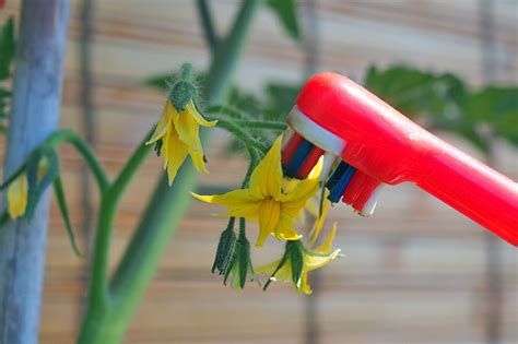 how to pollinate tomatoes by hand gardener s path