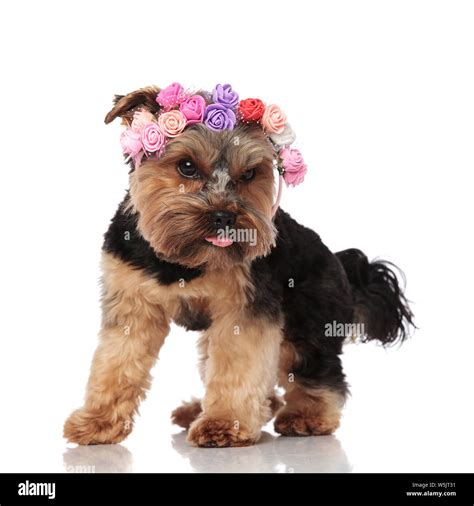 Curious Yorkshire Terrier Wearing Flowers Headband Looks Down To Side